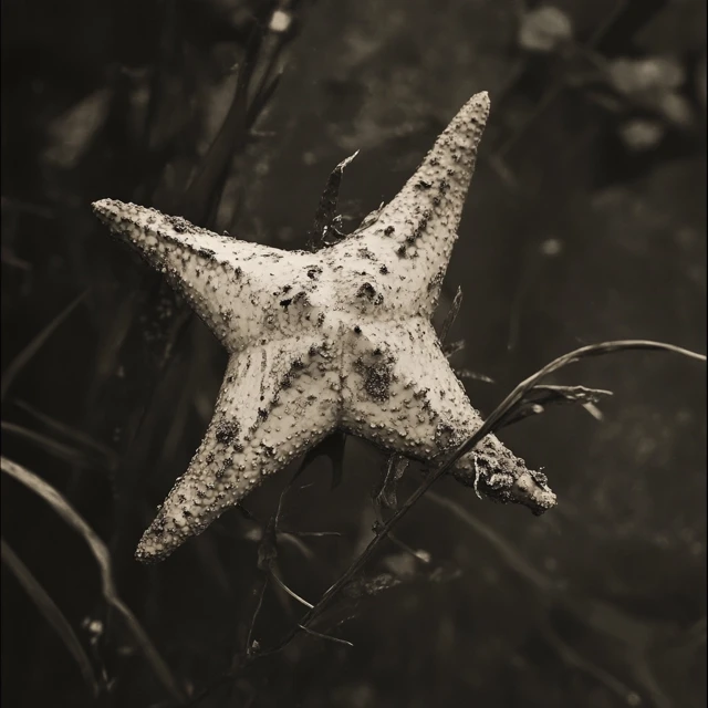 Fallen Star AI Art: Midjourney v5.2, v6.1, v7.0 Compared - v6.1 - Image 2